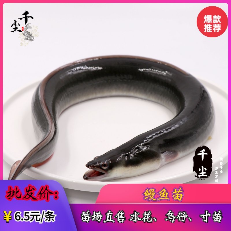 鳗鱼苗欧鳗鱼苗花鳗苗黑耳鳗鱼苗白鳝鱼苗