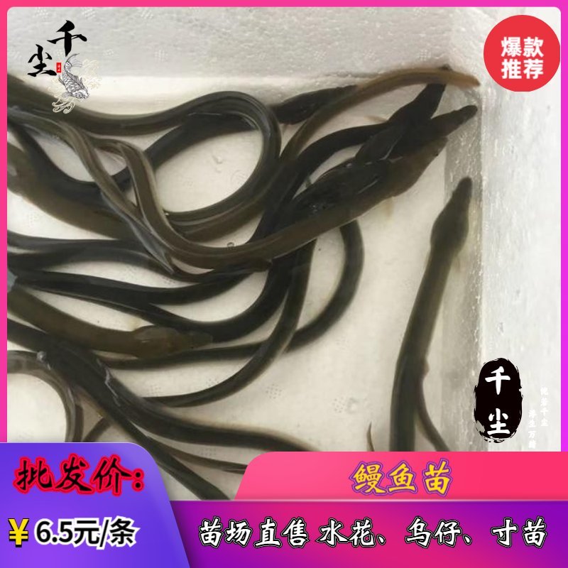 鳗鱼苗欧鳗鱼苗花鳗苗黑耳鳗鱼苗白鳝鱼苗