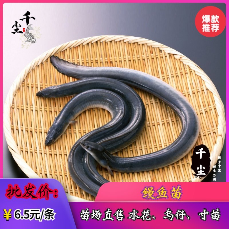 鳗鱼苗欧鳗鱼苗花鳗苗黑耳鳗鱼苗白鳝鱼苗