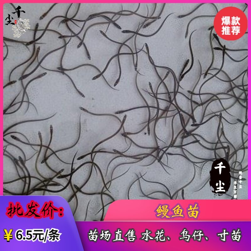 鳗鱼苗欧鳗鱼苗花鳗苗黑耳鳗鱼苗白鳝鱼苗