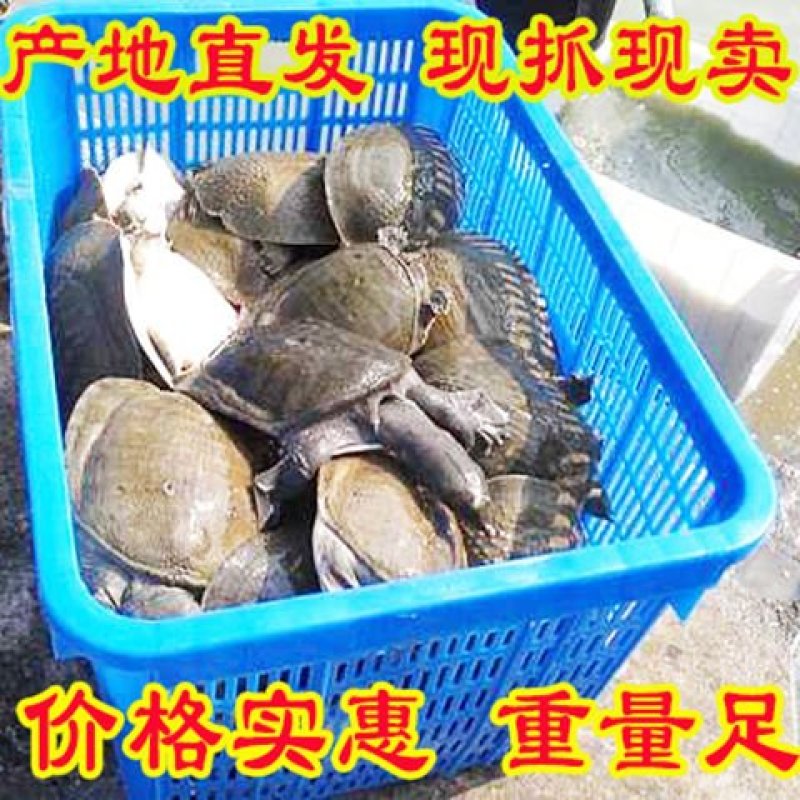 甲鱼苗活体食用水鱼团鱼海鲜活王八批发