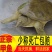 甲鱼苗活体食用水鱼团鱼海鲜活王八批发