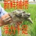 甲鱼苗活体食用水鱼团鱼海鲜活王八批发