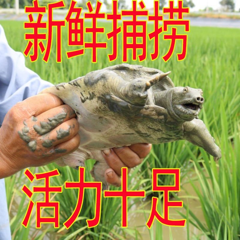 甲鱼苗活体食用水鱼团鱼海鲜活王八批发