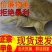 甲鱼苗活体食用水鱼团鱼海鲜活王八批发