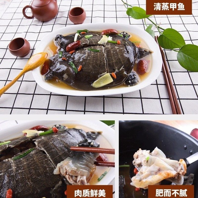 甲鱼苗活体食用水鱼团鱼海鲜活王八批发