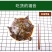甲鱼苗活体食用水鱼团鱼海鲜活王八批发