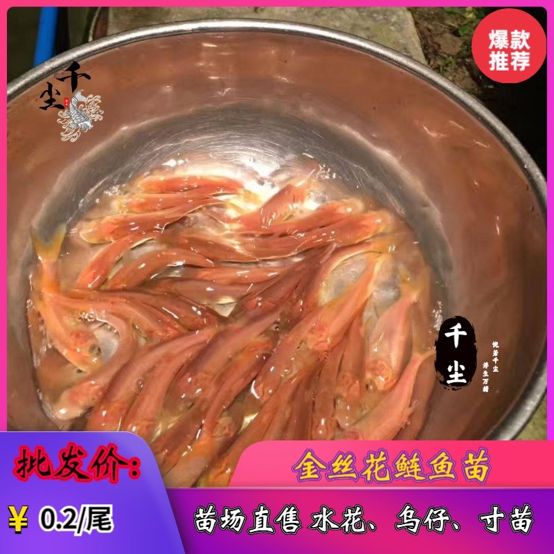 缩骨大头鱼苗花鲢苗大头鱼苗鳙鱼苗白鲢鱼苗