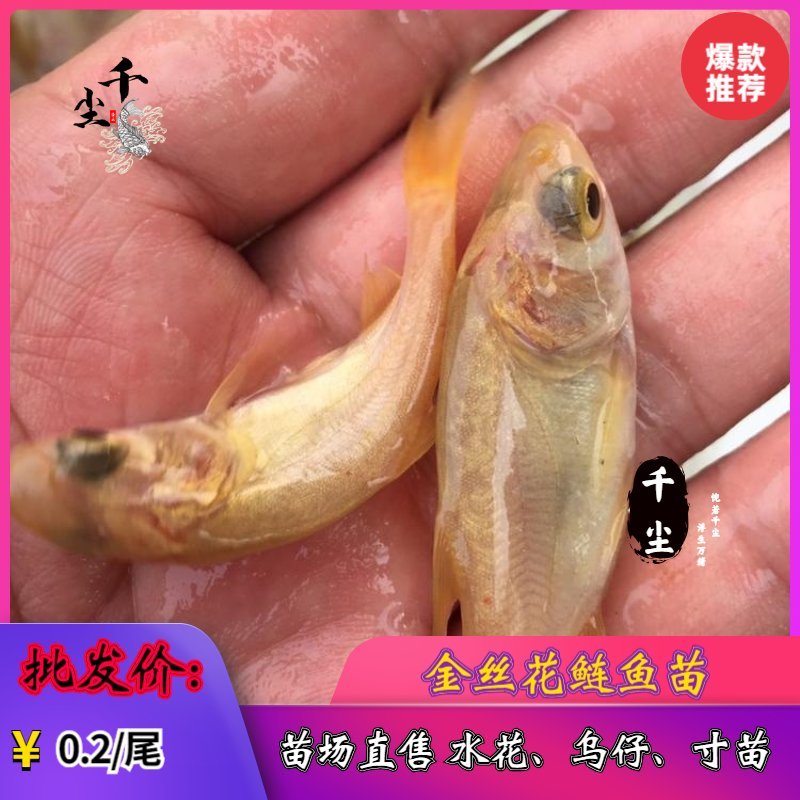 缩骨大头鱼苗花鲢苗大头鱼苗鳙鱼苗白鲢鱼苗