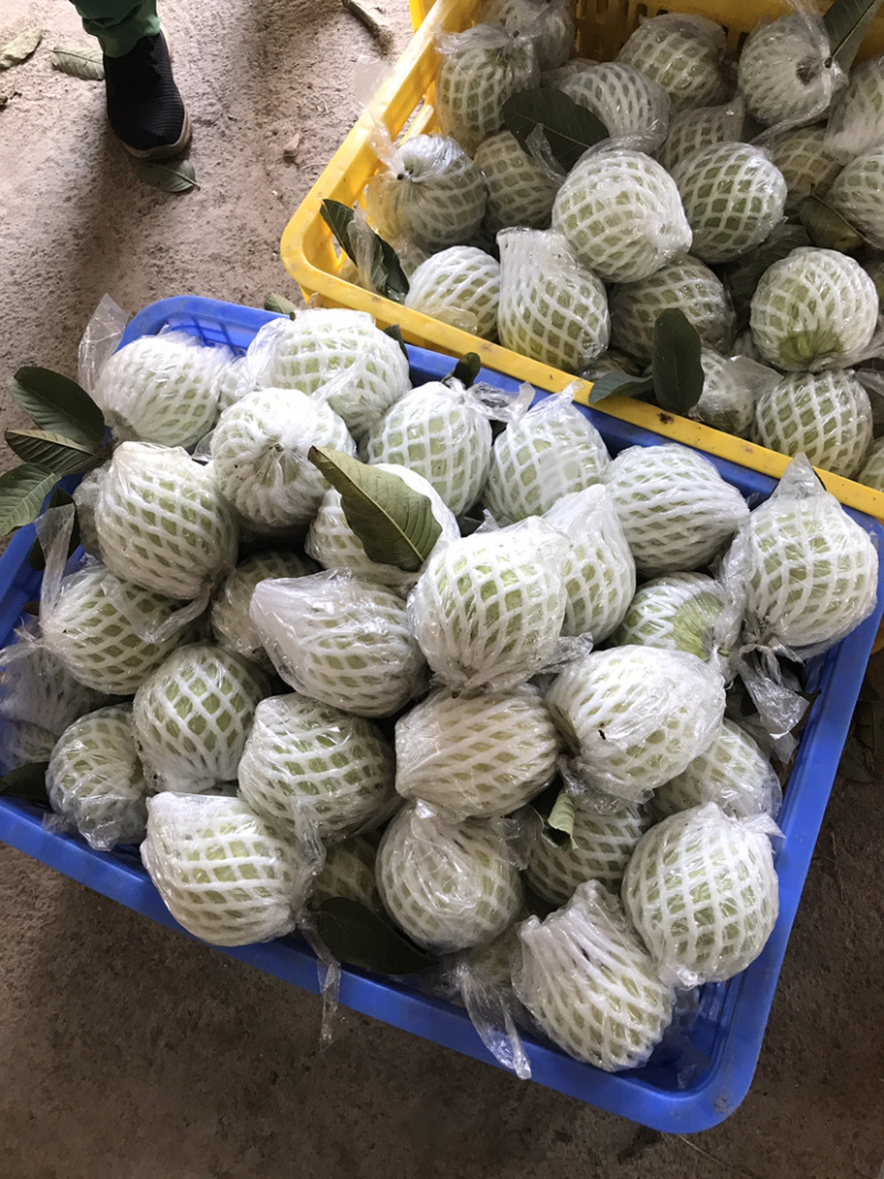 香甜爽口开胃珍珠番石榴