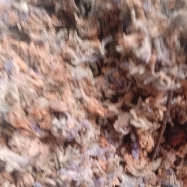 芫花，常年批发供应冷背中药材芫花