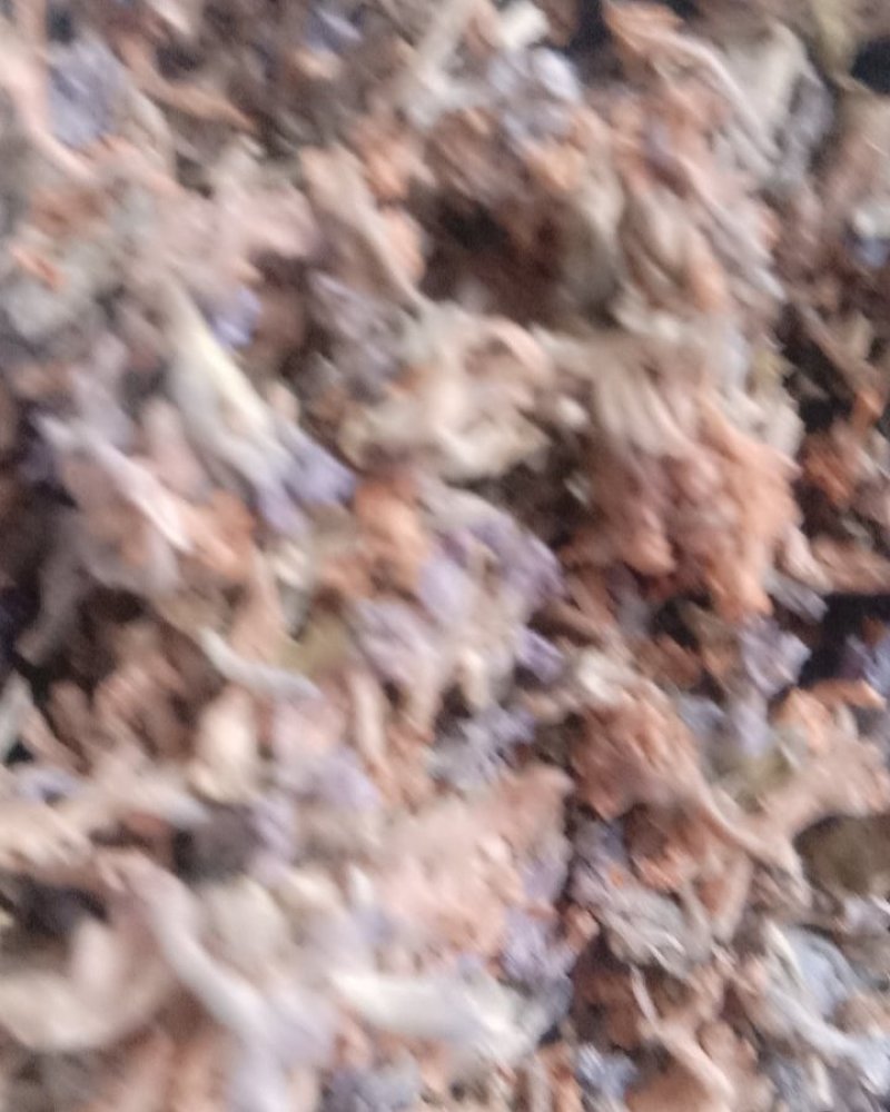 芫花，常年批发供应冷背中药材芫花