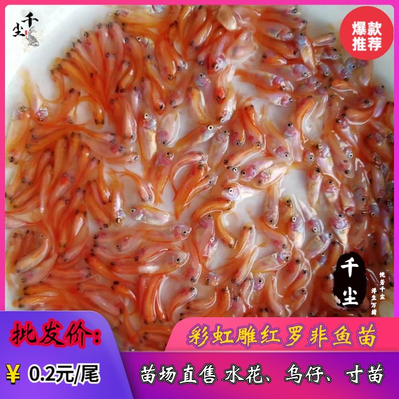 罗非鱼苗吉富罗非苗全雄罗非苗海南一号罗非鱼苗