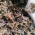芫花，常年批发供应冷背中药材芫花，量大从优