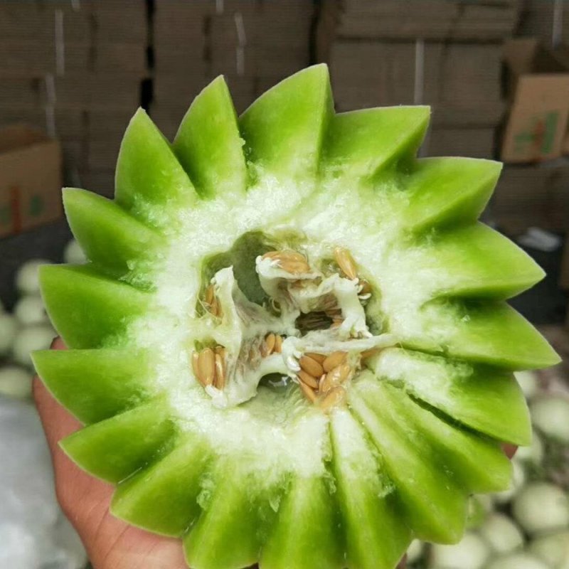 【支持一件】玉菇甜瓜，冰淇淋口感香甜，婴儿都可以吃的