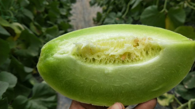 【支持一件】玉菇甜瓜，冰淇淋口感香甜，婴儿都可以吃的
