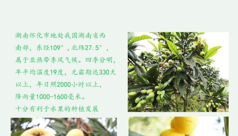 白沙白玉枇杷孕妇水果不打农药果园直销3斤