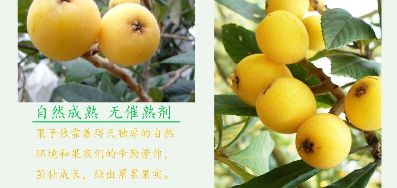 白沙白玉枇杷孕妇水果不打农药果园直销3斤