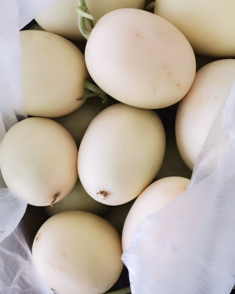 甜瓜大量供应