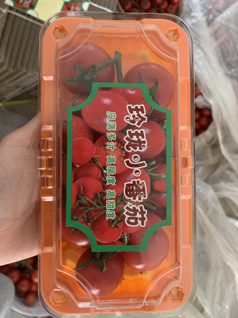 精品红串，玲珑小番茄，基地直发，保质保量，可发全国