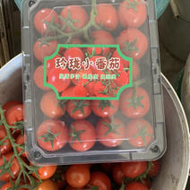 精品红串，玲珑小番茄，基地直发，保质保量，可发全国