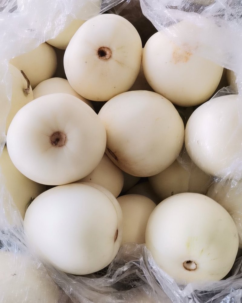 甜瓜大量供应