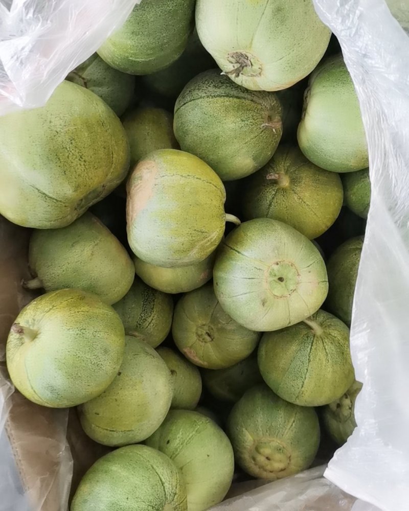 甜瓜大量供应