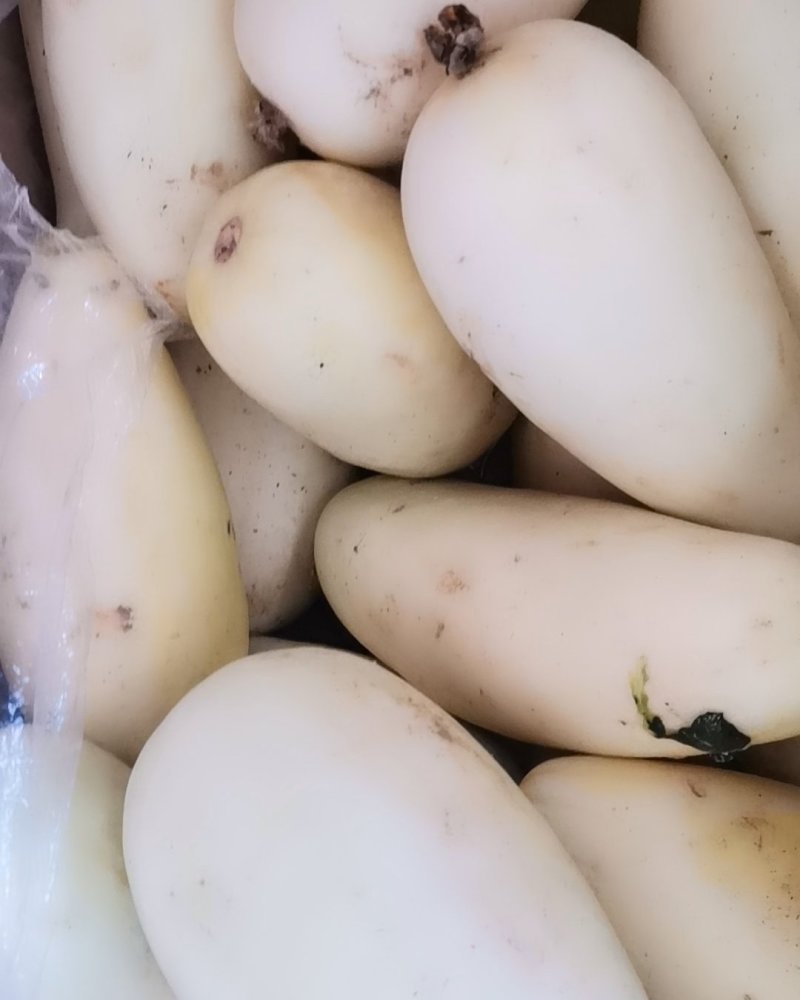 甜瓜大量供应