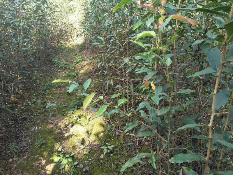 木瓜苗皱皮木瓜苗【药用木瓜】贴梗海棠，酸木瓜
