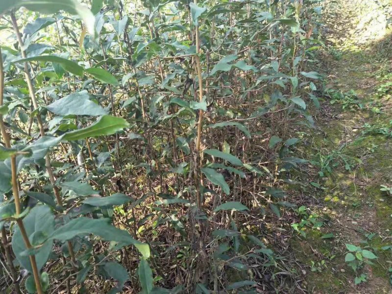 木瓜苗皱皮木瓜苗【药用木瓜】贴梗海棠，酸木瓜