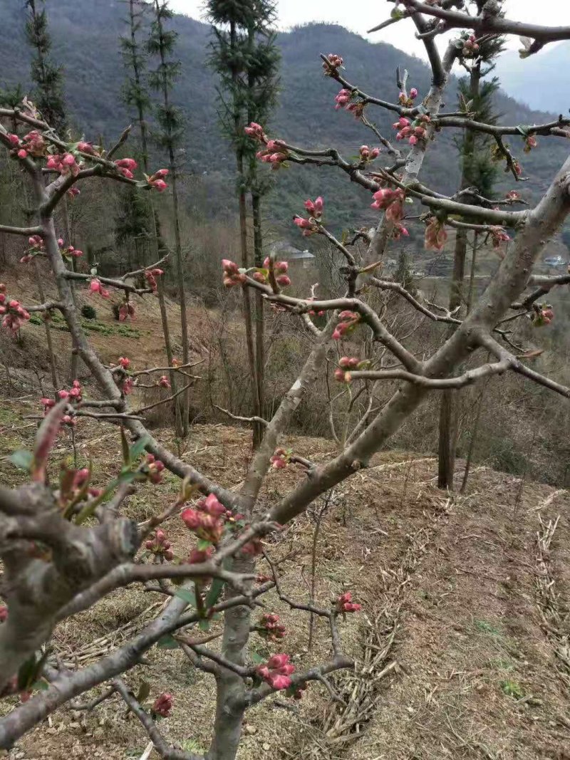 木瓜苗皱皮木瓜苗【药用木瓜】贴梗海棠，酸木瓜