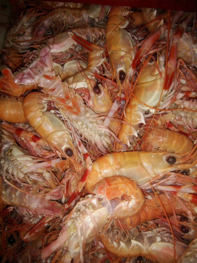 海龙虾