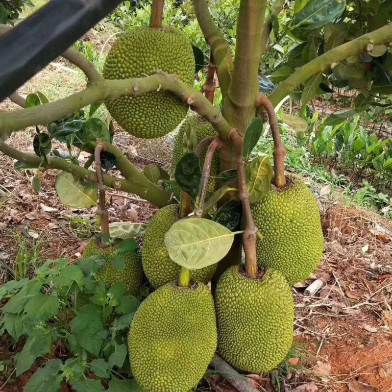 泰国红肉波蜜树苗嫁接干苞红肉黄肉菠萝蜜树苗品种纯正