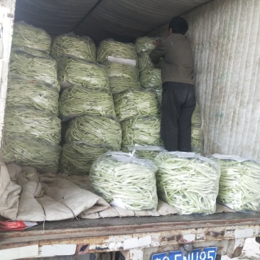 白不老，30cm以上，万亩基地，可视频看货
