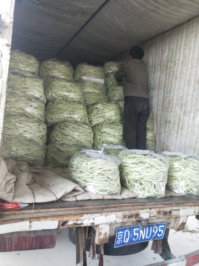 白不老，30cm以上，万亩基地，可视频看货