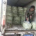白不老，30cm以上，万亩基地，可视频看货