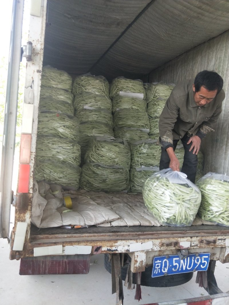 白不老，30cm以上，万亩基地，可视频看货