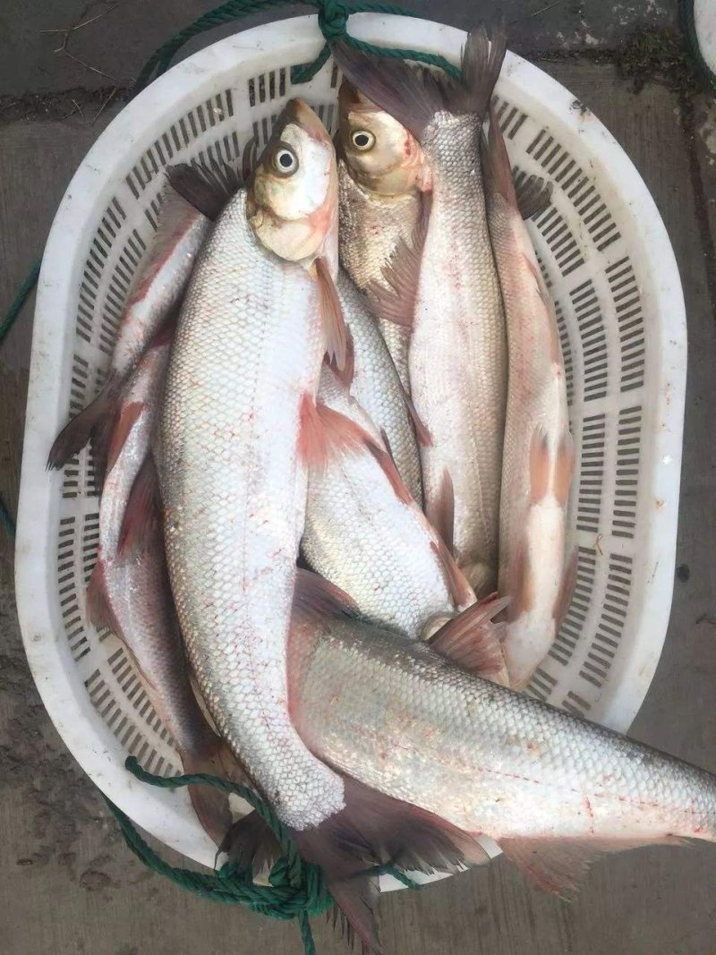 翘嘴白大水面水库养殖白鱼大规格