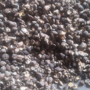 源头厂货一件代发2.0迷你珍珠菇干香菇系列
