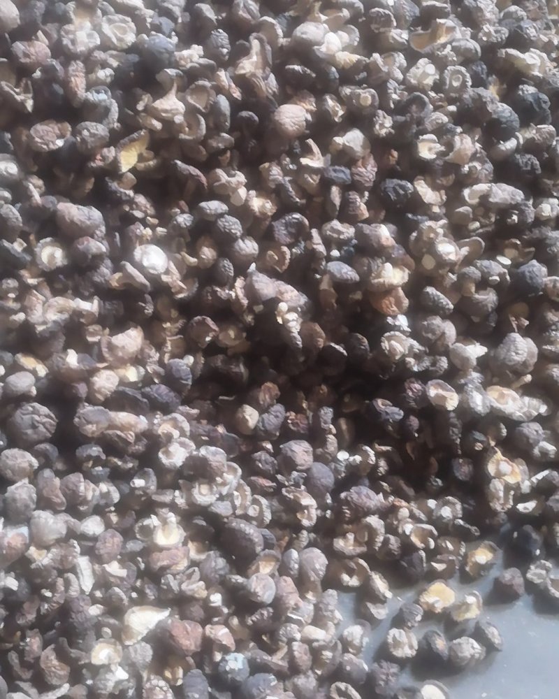 源头厂货一件代发2.0迷你珍珠菇干香菇系列