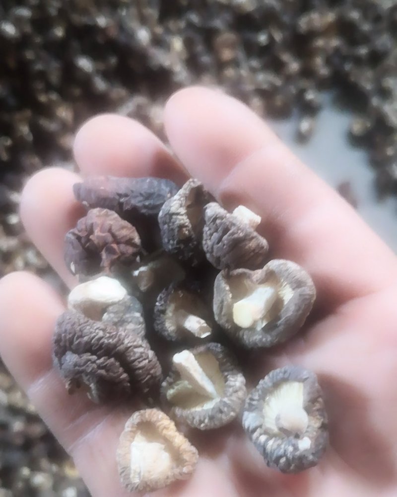 源头厂货一件代发2.0迷你珍珠菇干香菇系列