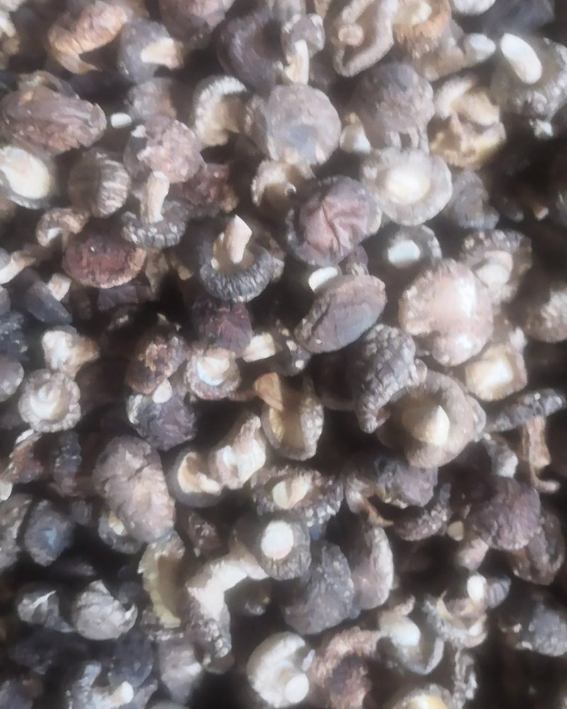 源头厂货一件代发2.0迷你珍珠菇干香菇系列