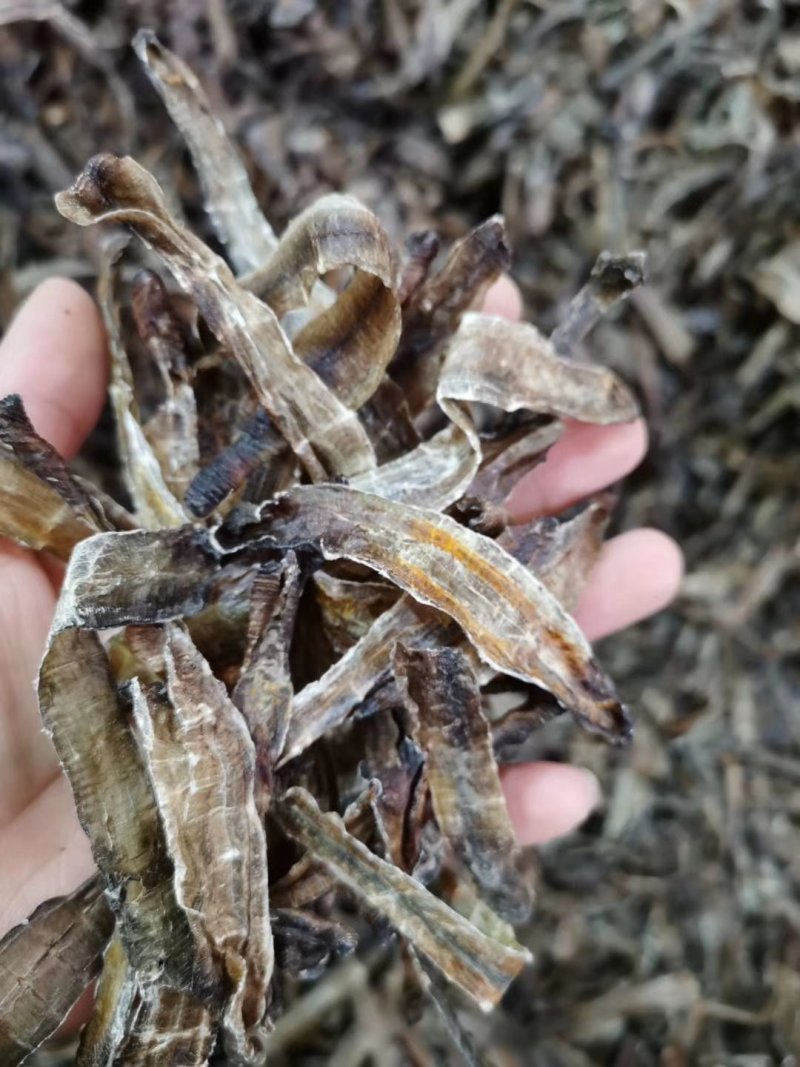 地龙沪地龙小地龙包邮不要运费