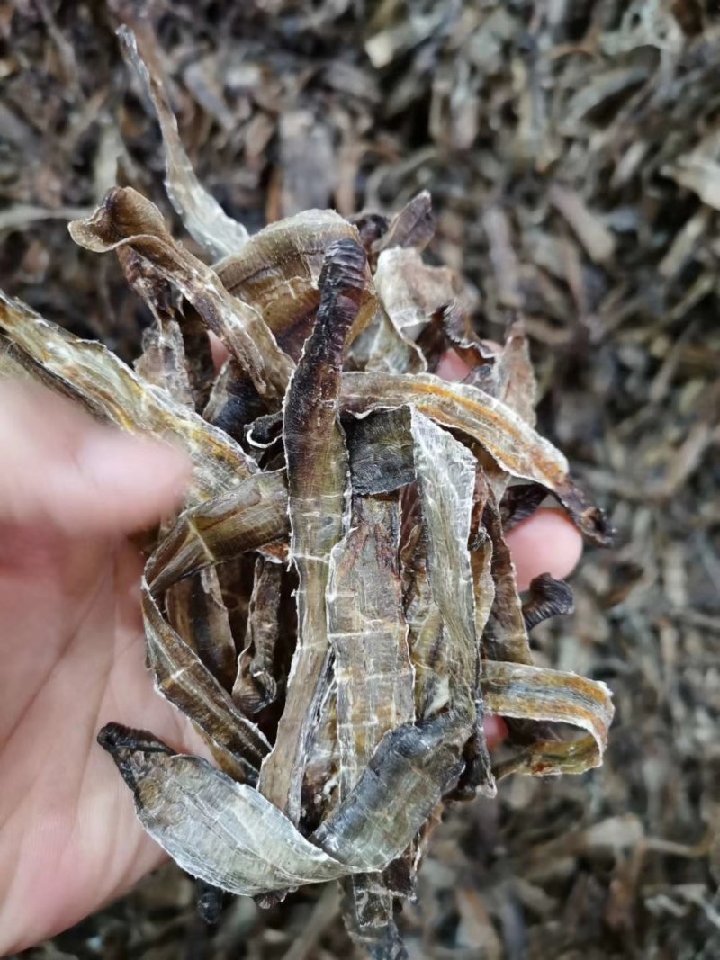 地龙沪地龙小地龙包邮不要运费
