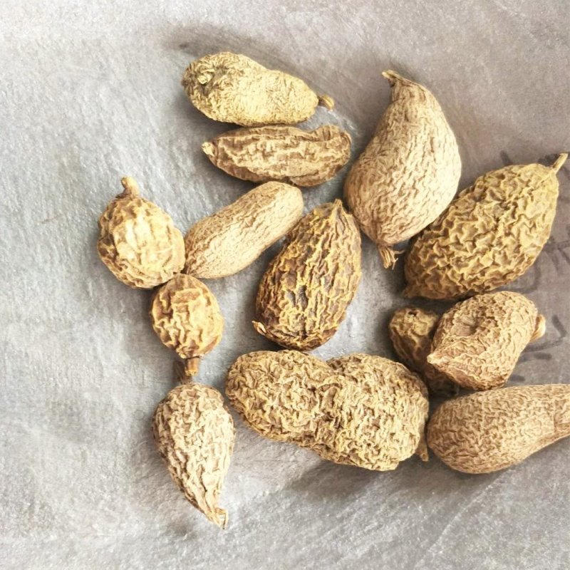 金果榄金果榄藤片包邮不要运费