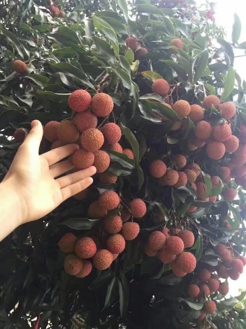 广东省高州市荔枝
