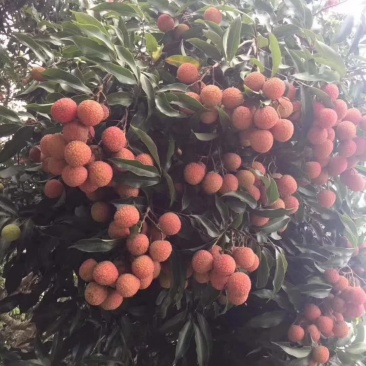 广东省高州市荔枝