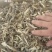 特级切根鹿茸菇，品种齐全