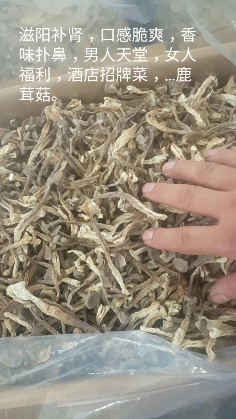 特级切根鹿茸菇，品种齐全