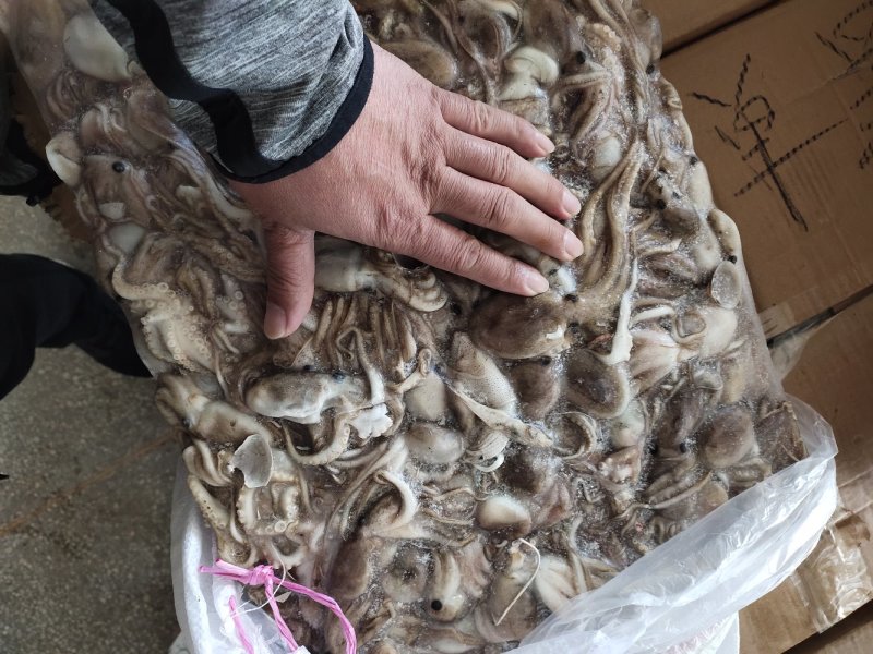 20-40克翻花八爪鱼，八爪鱼原料坐标丹东东港海源水产